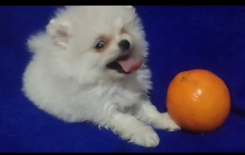 Шпиц щенки миники