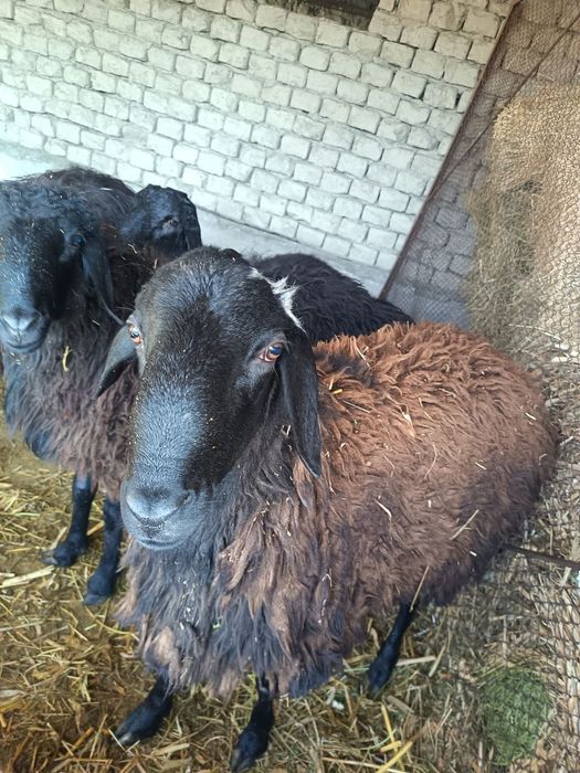 2 та кучкор сотилади