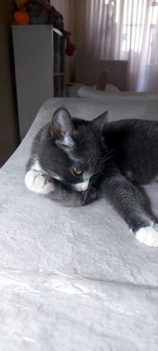 Кошку в добрые руки