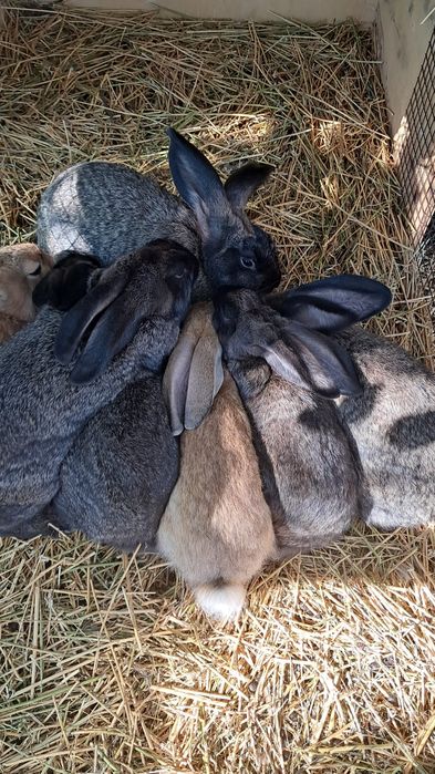 Disponibili iepuri