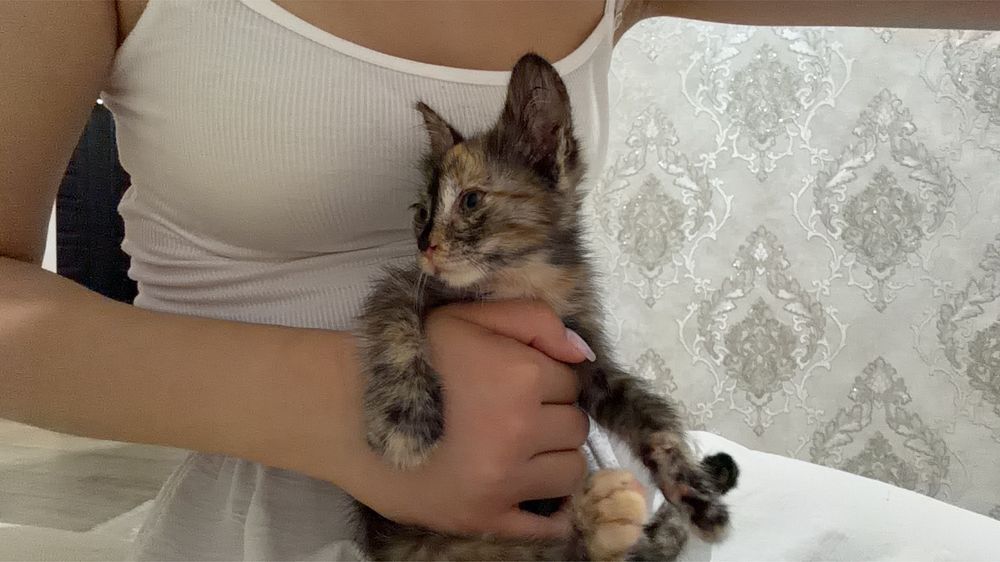Отдам котенка в добрые руки
