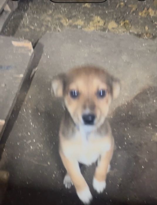 Щенок, девочка, красивая и ласковая. 3 месяца.