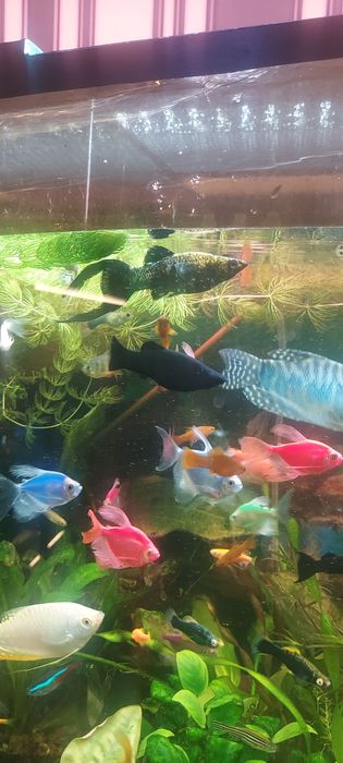 Молинезия. Растения Рыбки аквариумные.