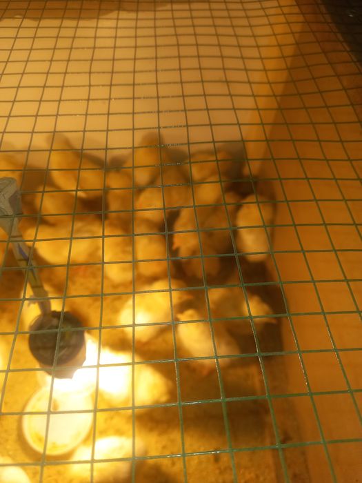 Jõjalar bor oladiganlar yozsin