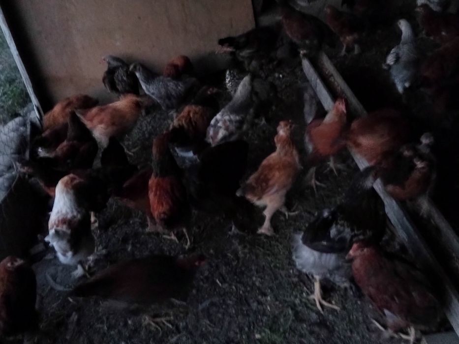 Продам молодых курочек