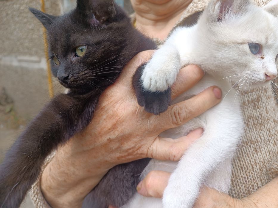 отдам котят даром в хорошие руки