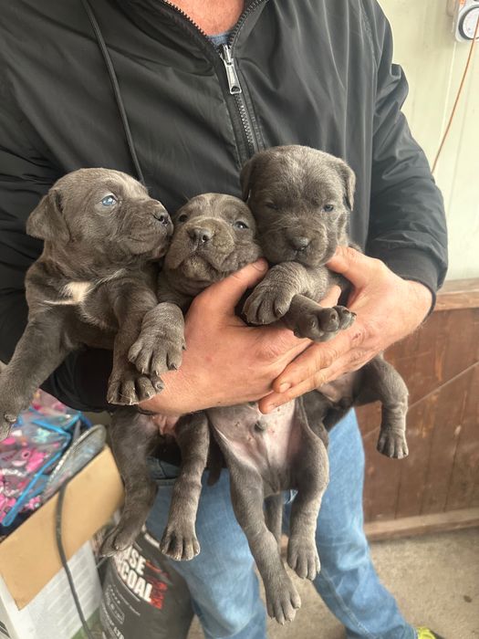 Кане корсо сиви малчовци