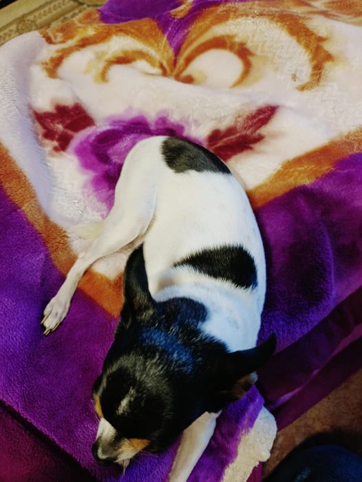 Доброе и верная Девочка