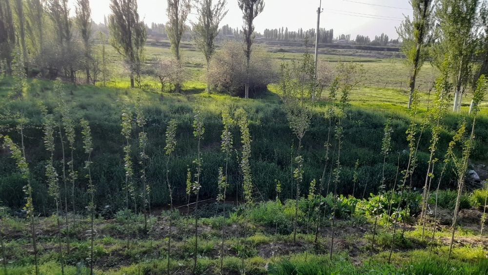 Srocna yer sotiladi hamma dakumentlari joyida