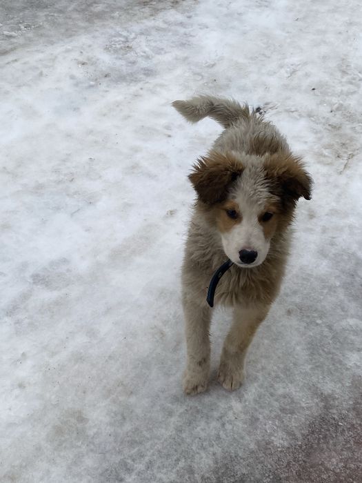 Щенок, пес, пёс, собака, собачка