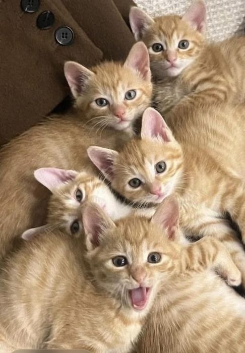 Отдадим 6 рыжих котят в заботливые и ответственные руки