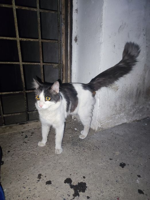 Найден кот, кто потерял