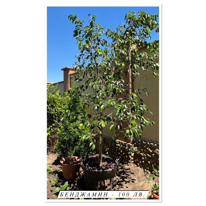 Цветя - Филодендрон, Юка, Бенджамин и други