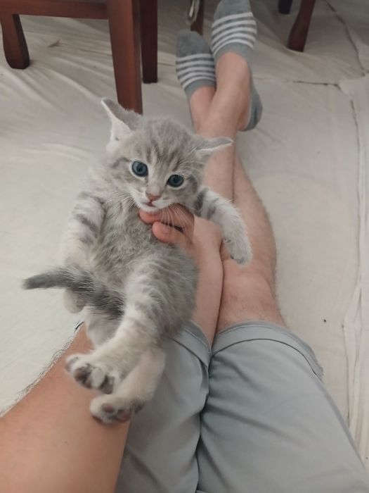 Кошка шотландский скотиш фолд ихнин мама 3 котят Малчики 1 месяц