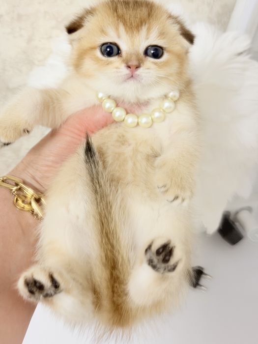 Котята чистокровные