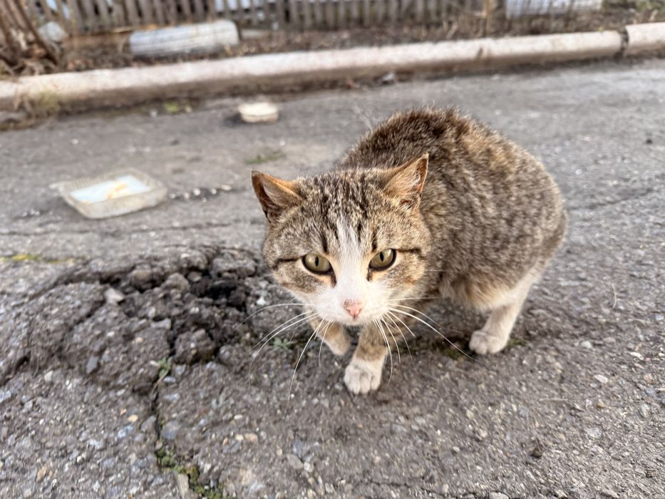 Отдаю кошек, котов