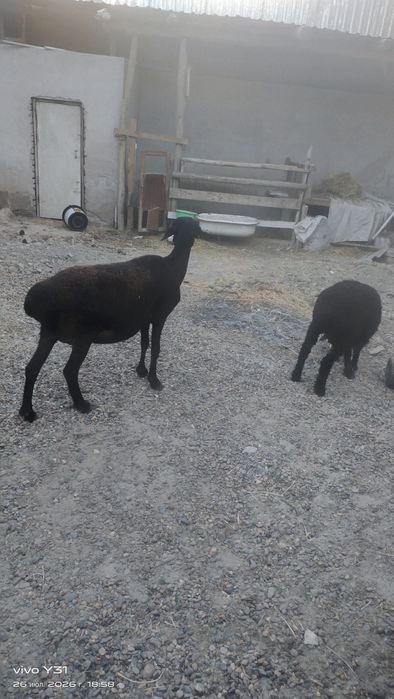 Ona bola qoʻylar bolasi qoʻchqorcha