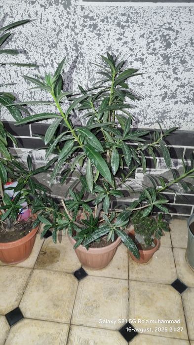 Tol Gul sotiladi 200 ming