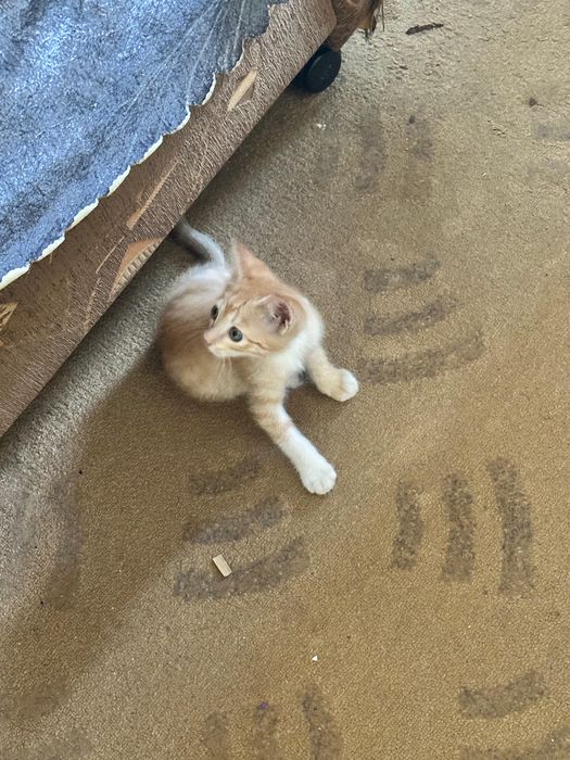 Котенок в добрые руки