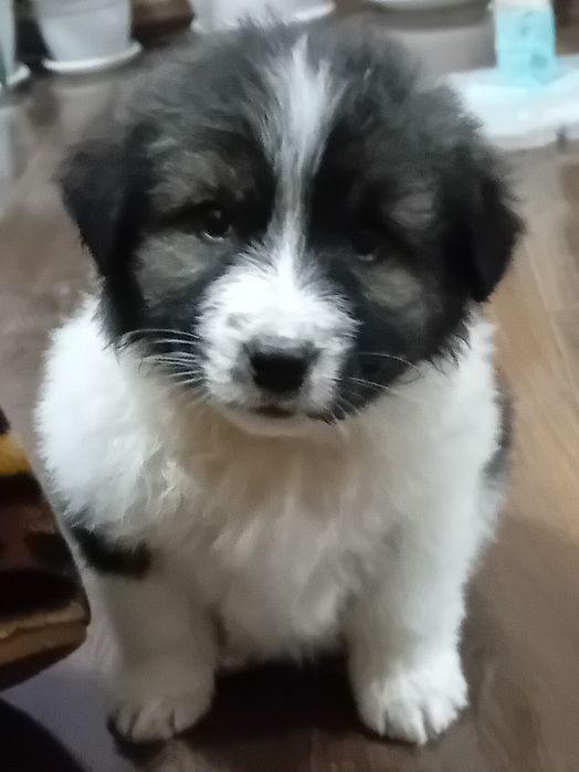 Мъжки кученца търсят своето човешко семейство