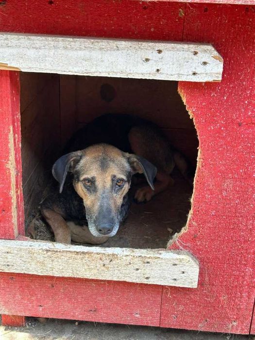 Adopta un caine - un sufletel are nevoie de stapan!