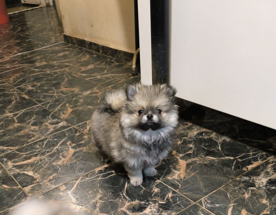 Померан мини момиче