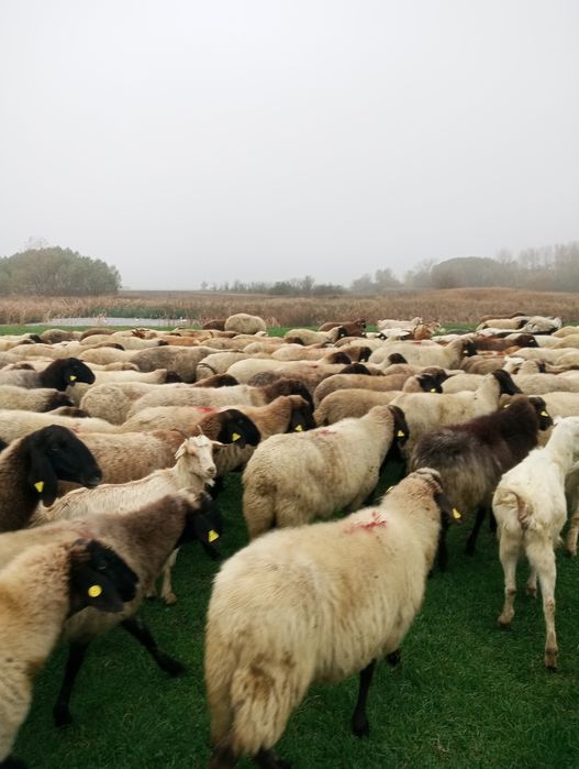 Oi carabase de Vanzare