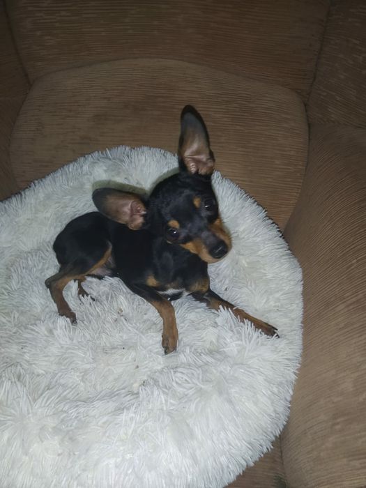 Вязка русский той терьер