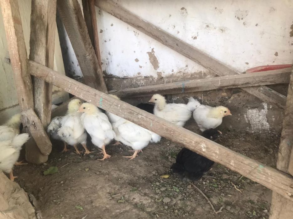 Балапан,  пародасы адлер