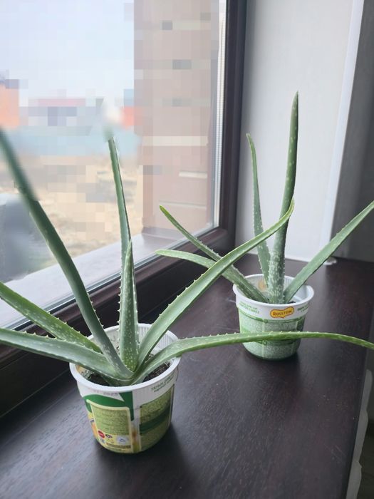 Отростки Алоэ вера, 2024г