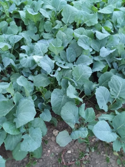 Разсад зеле кьосе