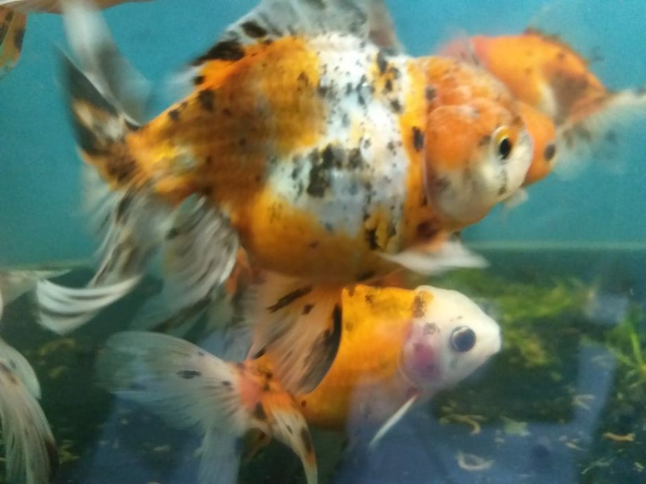 Золотые акквариумные рыбки