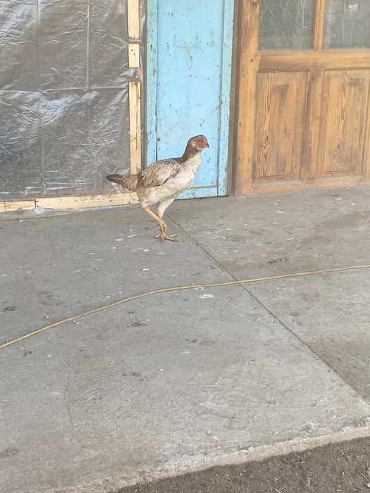 Дакан бойцовский мекен