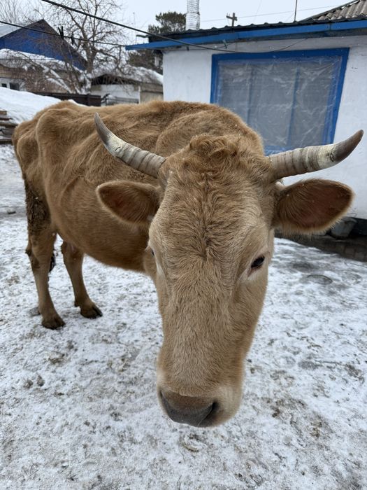 В продаже коровы