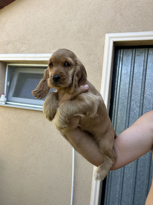 Vand pui cocker spaniel