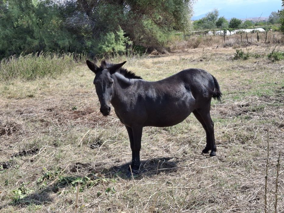 Продава се муле на средна възраст, около 700кг.