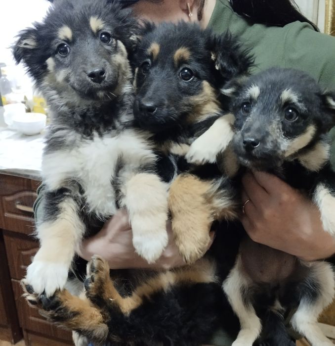 Отдам щенят в добрые руки