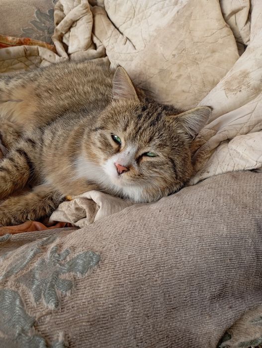 Отдам  отличного кота