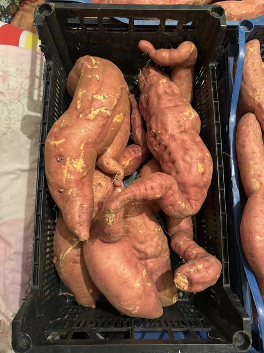 Разсад батат и сладки картофи