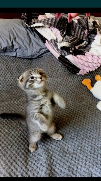 Отдам поподистого котёнка