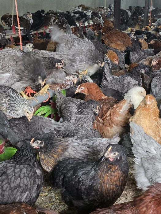 Puicuțe ouătoare de vânzare