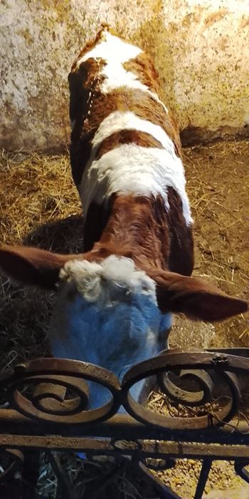 Vind o vacă cu vital