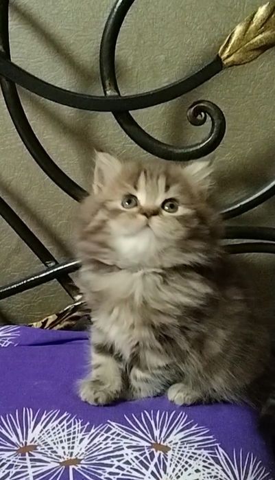 Прямоухая девочка