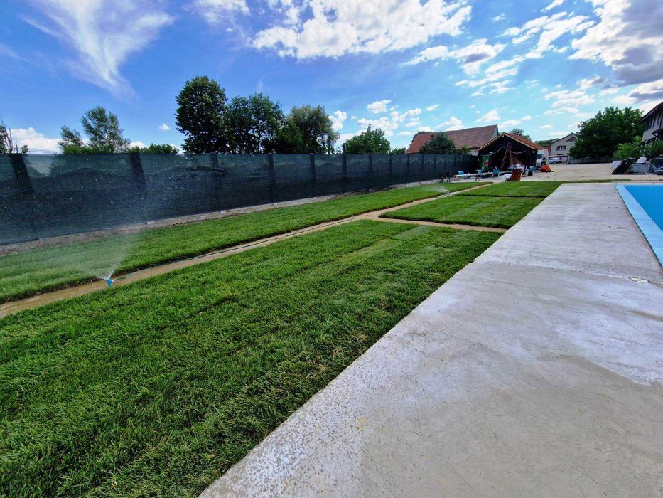 Gazon Rulou Premium  - 30 lei/MP Transport Gratuit