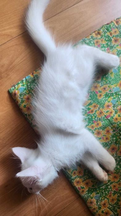 Отдам котенка в добрые руки