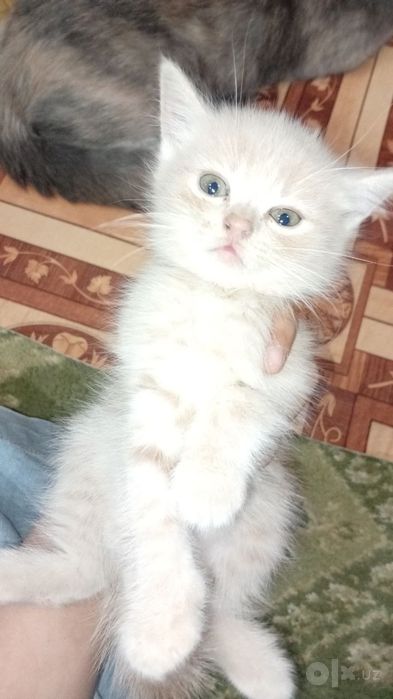 Siyamiskiy mushuk bolalari endi sutdan chiqqan