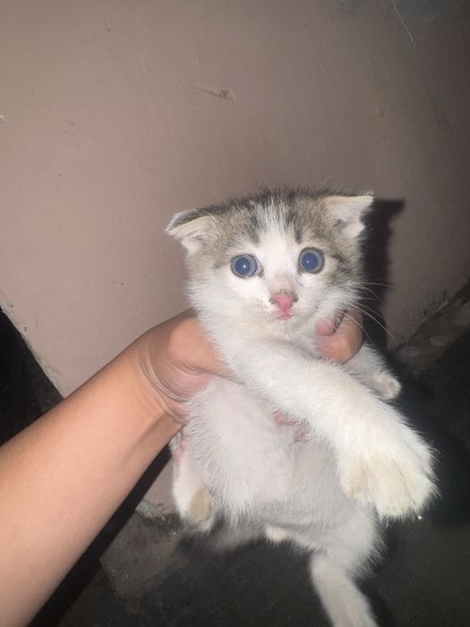 Продам котят срочно