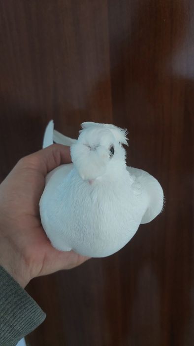 Голуби. Белыйдвухчубый самка кептер