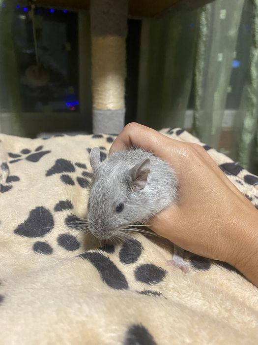 Donez Veverite Degu