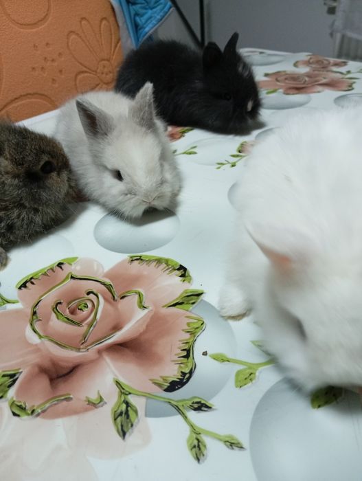 Iepurași Cap de Leu disponibili – 1,5 luni
Se vând 5 iepurași din rasa